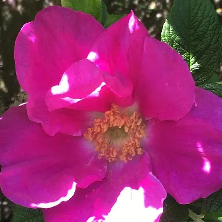 Διαμέρισμα Schwalbennest-exklusiv-eigener Strandzugang-wellenrauschen