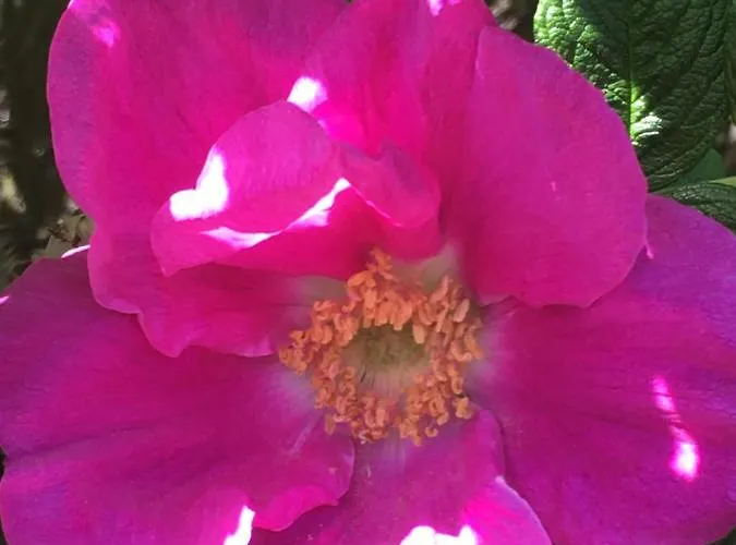 דירה Schwalbennest-exklusiv-eigener Strandzugang-wellenrauschen